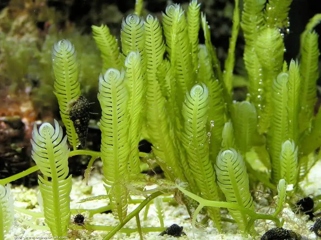 Caulerpa taxifolia