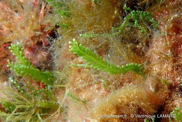 Caulerpa cylindracea